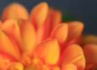 USA, Indiana, Carmel. Close-up of dahlia flower. Art Print